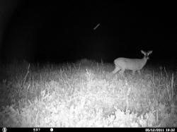 Kentucky deer hunting, western kentucky deer hunting, deer hunting, hunting, archery, Whitetail deer hunting, west ky whitetail hunting, kentucky whitetail outfitters, boone & crocket