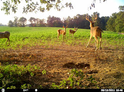 Kentucky deer hunting, western kentucky deer hunting, deer hunting, hunting, archery, Whitetail deer hunting, west ky whitetail hunting, kentucky whitetail outfitters, boone & crocket