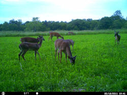 Kentucky deer hunting, western kentucky deer hunting, deer hunting, hunting, archery, Whitetail deer hunting, west ky whitetail hunting, kentucky whitetail outfitters, boone & crocket