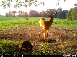 Kentucky deer hunting, western kentucky deer hunting, deer hunting, hunting, archery, Whitetail deer hunting, west ky whitetail hunting, kentucky whitetail outfitters, boone & crocket