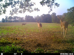 Kentucky deer hunting, western kentucky deer hunting, deer hunting, hunting, archery, Whitetail deer hunting, west ky whitetail hunting, kentucky whitetail outfitters, boone & crocket