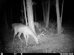 Kentucky deer hunting, western kentucky deer hunting, deer hunting, hunting, archery, Whitetail deer hunting, west ky whitetail hunting, kentucky whitetail outfitters, boone & crocket