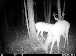 Kentucky deer hunting, western kentucky deer hunting, deer hunting, hunting, archery, Whitetail deer hunting, west ky whitetail hunting, kentucky whitetail outfitters, boone & crocket
