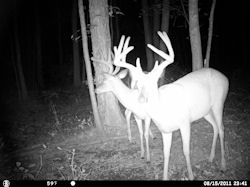 Kentucky deer hunting, western kentucky deer hunting, deer hunting, hunting, archery, Whitetail deer hunting, west ky whitetail hunting, kentucky whitetail outfitters, boone & crocket