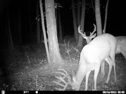 Kentucky deer hunting, western kentucky deer hunting, deer hunting, hunting, archery, Whitetail deer hunting, west ky whitetail hunting, kentucky whitetail outfitters, boone & crocket