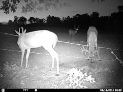 Kentucky deer hunting, western kentucky deer hunting, deer hunting, hunting, archery, Whitetail deer hunting, west ky whitetail hunting, kentucky whitetail outfitters, boone & crocket