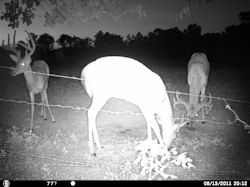Kentucky deer hunting, western kentucky deer hunting, deer hunting, hunting, archery, Whitetail deer hunting, west ky whitetail hunting, kentucky whitetail outfitters, boone & crocket