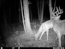 Kentucky deer hunting, western kentucky deer hunting, deer hunting, hunting, archery, Whitetail deer hunting, west ky whitetail hunting, kentucky whitetail outfitters, boone & crocket