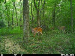 Kentucky deer hunting, western kentucky deer hunting, deer hunting, hunting, archery, Whitetail deer hunting, west ky whitetail hunting, kentucky whitetail outfitters, boone & crocket