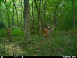 Kentucky deer hunting, western kentucky deer hunting, deer hunting, hunting, archery, Whitetail deer hunting, west ky whitetail hunting, kentucky whitetail outfitters, boone & crocket