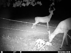 Kentucky deer hunting, western kentucky deer hunting, deer hunting, hunting, archery, Whitetail deer hunting, west ky whitetail hunting, kentucky whitetail outfitters, boone & crocket