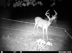 Kentucky deer hunting, western kentucky deer hunting, deer hunting, hunting, archery, Whitetail deer hunting, west ky whitetail hunting, kentucky whitetail outfitters, boone & crocket