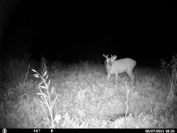 Kentucky deer hunting, western kentucky deer hunting, deer hunting, hunting, archery, Whitetail deer hunting, west ky whitetail hunting, kentucky whitetail outfitters, boone & crocket