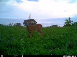 Kentucky deer hunting, western kentucky deer hunting, deer hunting, hunting, archery, Whitetail deer hunting, west ky whitetail hunting, kentucky whitetail outfitters, boone & crocket