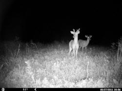 Kentucky deer hunting, western kentucky deer hunting, deer hunting, hunting, archery, Whitetail deer hunting, west ky whitetail hunting, kentucky whitetail outfitters, boone & crocket