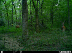 Kentucky deer hunting, western kentucky deer hunting, deer hunting, hunting, archery, Whitetail deer hunting, west ky whitetail hunting, kentucky whitetail outfitters, boone & crocket