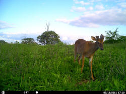 Kentucky deer hunting, western kentucky deer hunting, deer hunting, hunting, archery, Whitetail deer hunting, west ky whitetail hunting, kentucky whitetail outfitters, boone & crocket