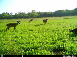 Kentucky deer hunting, western kentucky deer hunting, deer hunting, hunting, archery, Whitetail deer hunting, west ky whitetail hunting, kentucky whitetail outfitters, boone & crocket