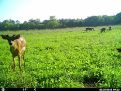 Kentucky deer hunting, western kentucky deer hunting, deer hunting, hunting, archery, Whitetail deer hunting, west ky whitetail hunting, kentucky whitetail outfitters, boone & crocket