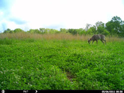 Kentucky deer hunting, western kentucky deer hunting, deer hunting, hunting, archery, Whitetail deer hunting, west ky whitetail hunting, kentucky whitetail outfitters, boone & crocket