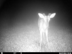 Kentucky deer hunting, western kentucky deer hunting, deer hunting, hunting, archery, Whitetail deer hunting, west ky whitetail hunting, kentucky whitetail outfitters, boone & crocket