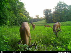 Kentucky deer hunting, western kentucky deer hunting, deer hunting, hunting, archery, Whitetail deer hunting, west ky whitetail hunting, kentucky whitetail outfitters, boone & crocket