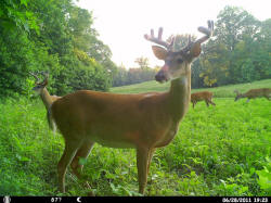 Kentucky deer hunting, western kentucky deer hunting, deer hunting, hunting, archery, Whitetail deer hunting, west ky whitetail hunting, kentucky whitetail outfitters, boone & crocket