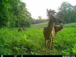 Kentucky deer hunting, western kentucky deer hunting, deer hunting, hunting, archery, Whitetail deer hunting, west ky whitetail hunting, kentucky whitetail outfitters, boone & crocket