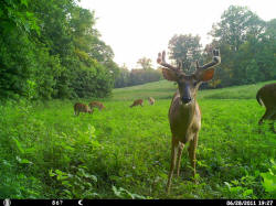 Kentucky deer hunting, western kentucky deer hunting, deer hunting, hunting, archery, Whitetail deer hunting, west ky whitetail hunting, kentucky whitetail outfitters, boone & crocket