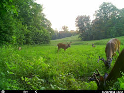 Kentucky deer hunting, western kentucky deer hunting, deer hunting, hunting, archery, Whitetail deer hunting, west ky whitetail hunting, kentucky whitetail outfitters, boone & crocket