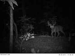 Kentucky deer hunting, western kentucky deer hunting, deer hunting, hunting, archery, Whitetail deer hunting, west ky whitetail hunting, kentucky whitetail outfitters, boone & crocket