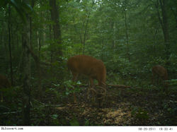 Kentucky deer hunting, western kentucky deer hunting, deer hunting, hunting, archery, Whitetail deer hunting, west ky whitetail hunting, kentucky whitetail outfitters, boone & crocket