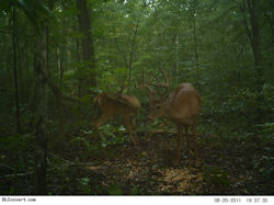 Kentucky deer hunting, western kentucky deer hunting, deer hunting, hunting, archery, Whitetail deer hunting, west ky whitetail hunting, kentucky whitetail outfitters, boone & crocket