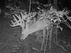 Kentucky deer hunting, western kentucky deer hunting, deer hunting, hunting, archery, Whitetail deer hunting, west ky whitetail hunting, kentucky whitetail outfitters, boone & crocket