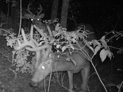 Kentucky deer hunting, western kentucky deer hunting, deer hunting, hunting, archery, Whitetail deer hunting, west ky whitetail hunting, kentucky whitetail outfitters, boone & crocket
