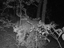 Kentucky deer hunting, western kentucky deer hunting, deer hunting, hunting, archery, Whitetail deer hunting, west ky whitetail hunting, kentucky whitetail outfitters, boone & crocket