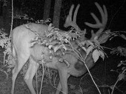 Kentucky deer hunting, western kentucky deer hunting, deer hunting, hunting, archery, Whitetail deer hunting, west ky whitetail hunting, kentucky whitetail outfitters, boone & crocket