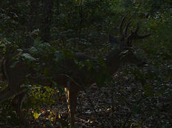 Kentucky deer hunting, western kentucky deer hunting, deer hunting, hunting, archery, Whitetail deer hunting, west ky whitetail hunting, kentucky whitetail outfitters, boone & crocket