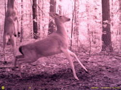 Kentucky deer hunting, western kentucky deer hunting, deer hunting, hunting, archery, Whitetail deer hunting, west ky whitetail hunting, kentucky whitetail outfitters, boone & crocket