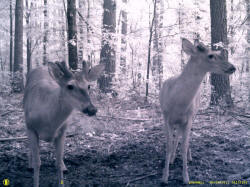 Kentucky deer hunting, western kentucky deer hunting, deer hunting, hunting, archery, Whitetail deer hunting, west ky whitetail hunting, kentucky whitetail outfitters, boone & crocket