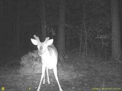 Kentucky deer hunting, western kentucky deer hunting, deer hunting, hunting, archery, Whitetail deer hunting, west ky whitetail hunting, kentucky whitetail outfitters, boone & crocket