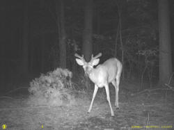 Kentucky deer hunting, western kentucky deer hunting, deer hunting, hunting, archery, Whitetail deer hunting, west ky whitetail hunting, kentucky whitetail outfitters, boone & crocket