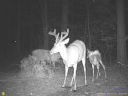 Kentucky deer hunting, western kentucky deer hunting, deer hunting, hunting, archery, Whitetail deer hunting, west ky whitetail hunting, kentucky whitetail outfitters, boone & crocket