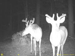 Kentucky deer hunting, western kentucky deer hunting, deer hunting, hunting, archery, Whitetail deer hunting, west ky whitetail hunting, kentucky whitetail outfitters, boone & crocket