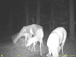 Kentucky deer hunting, western kentucky deer hunting, deer hunting, hunting, archery, Whitetail deer hunting, west ky whitetail hunting, kentucky whitetail outfitters, boone & crocket