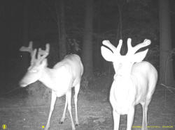 Kentucky deer hunting, western kentucky deer hunting, deer hunting, hunting, archery, Whitetail deer hunting, west ky whitetail hunting, kentucky whitetail outfitters, boone & crocket