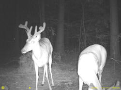 Kentucky deer hunting, western kentucky deer hunting, deer hunting, hunting, archery, Whitetail deer hunting, west ky whitetail hunting, kentucky whitetail outfitters, boone & crocket