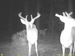 Kentucky deer hunting, western kentucky deer hunting, deer hunting, hunting, archery, Whitetail deer hunting, west ky whitetail hunting, kentucky whitetail outfitters, boone & crocket