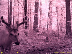 Kentucky deer hunting, western kentucky deer hunting, deer hunting, hunting, archery, Whitetail deer hunting, west ky whitetail hunting, kentucky whitetail outfitters, boone & crocket