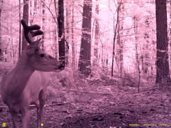 Kentucky deer hunting, western kentucky deer hunting, deer hunting, hunting, archery, Whitetail deer hunting, west ky whitetail hunting, kentucky whitetail outfitters, boone & crocket